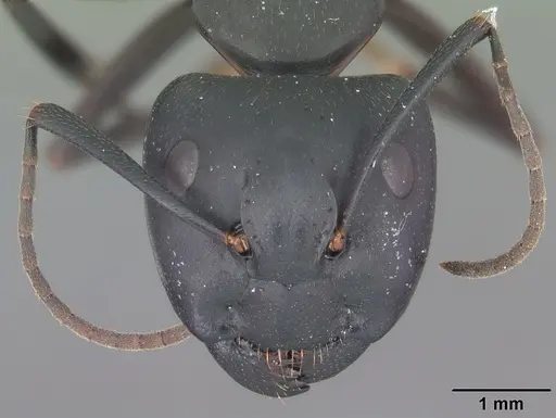 Camponotus pennsylvanicus - CASENT0103694