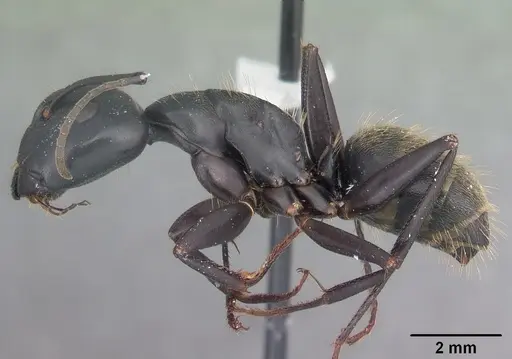 Camponotus pennsylvanicus - CASENT0103694