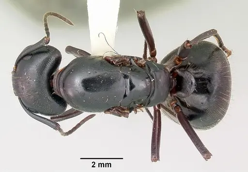Camponotus pennsylvanicus - CASENT0104865