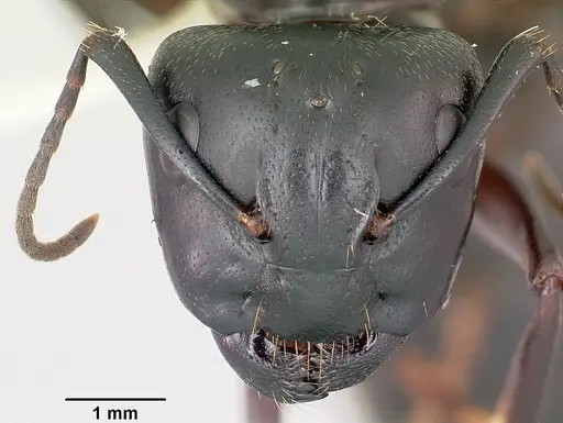 Camponotus pennsylvanicus - CASENT0104865