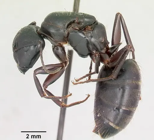 Camponotus pennsylvanicus - CASENT0104865
