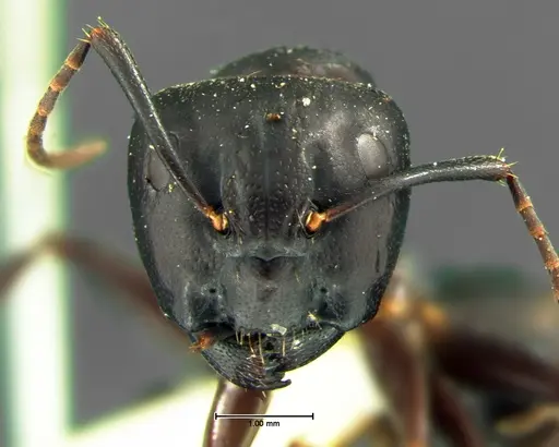 Camponotus pennsylvanicus - CASENT0105677