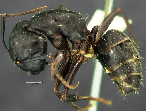 Camponotus pennsylvanicus - CASENT0105677