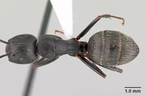 Camponotus pennsylvanicus - CASENT0179608