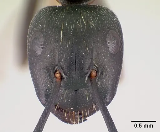 Camponotus pennsylvanicus - CASENT0179608