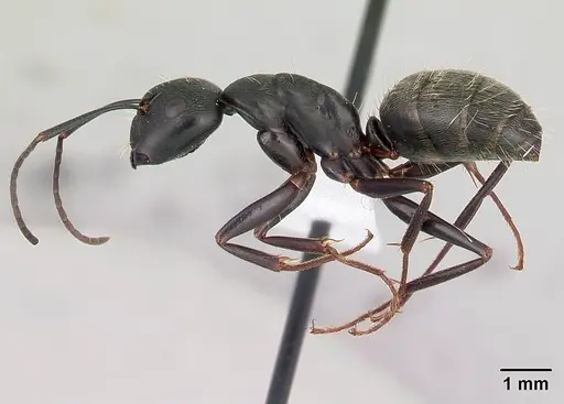 Camponotus pennsylvanicus - CASENT0179608