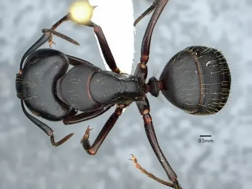 Camponotus pennsylvanicus - CASENT0882179