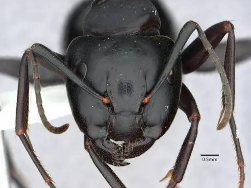 Camponotus pennsylvanicus - CASENT0882179