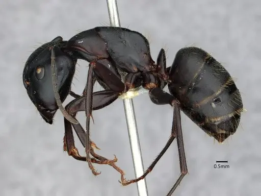 Camponotus pennsylvanicus - CASENT0882179