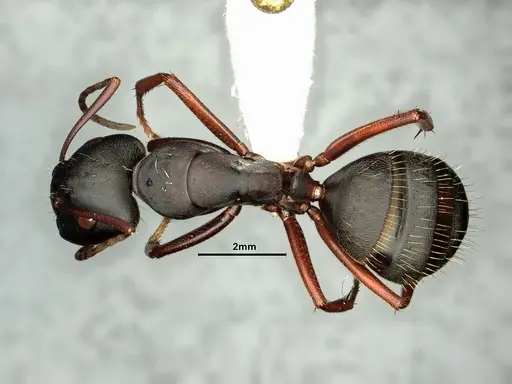 Camponotus pennsylvanicus - CASENT0884100