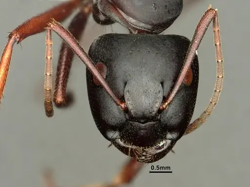 Camponotus pennsylvanicus - CASENT0884100