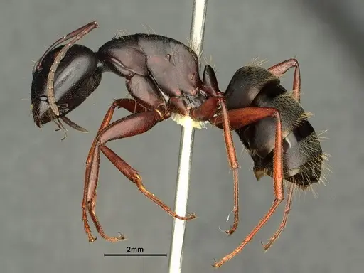 Camponotus pennsylvanicus - CASENT0884100