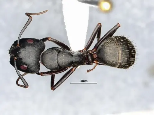 Camponotus pennsylvanicus - CASENT4031384