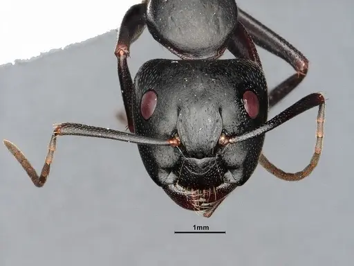Camponotus pennsylvanicus - CASENT4031384