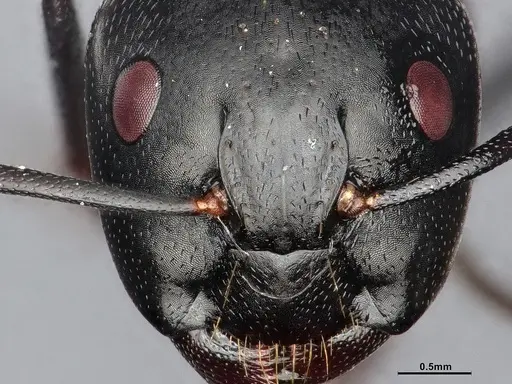 Camponotus pennsylvanicus - CASENT4031384