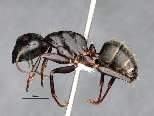 Camponotus pennsylvanicus - CASENT4031384