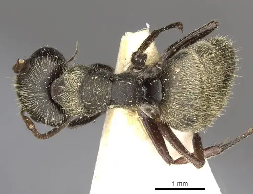 Camponotus peperi specimen