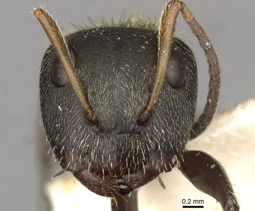 Camponotus peperi specimen