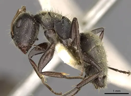 Camponotus peperi specimen