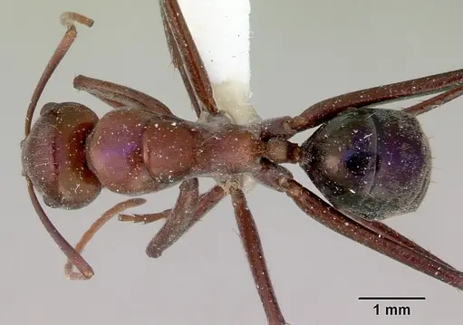 Camponotus perrisii specimen