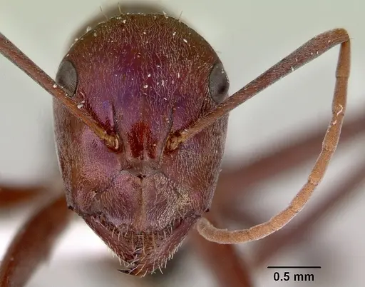 Camponotus perrisii specimen