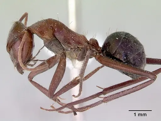 Camponotus perrisii specimen