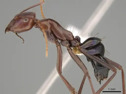 Camponotus perrisii - CASENT0887678