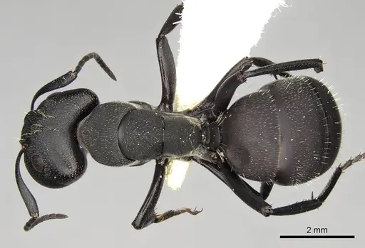 Camponotus perrisii - CASENT0906874