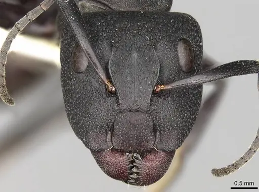 Camponotus perrisii - CASENT0906874