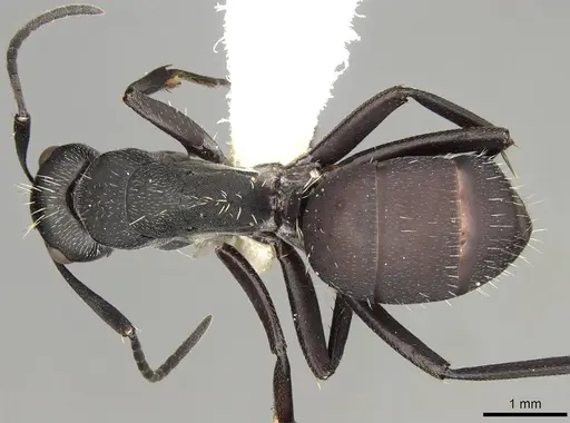 Camponotus perrisii - CASENT0906875