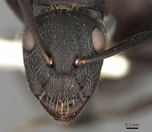 Camponotus perrisii - CASENT0906875