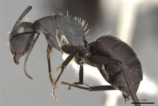 Camponotus perrisii - CASENT0906875