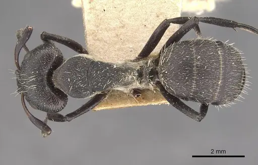 Camponotus perrisii - CASENT0910471