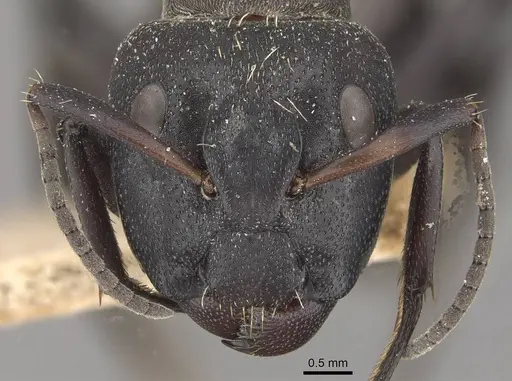 Camponotus perrisii - CASENT0910471