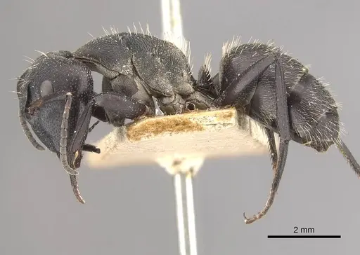 Camponotus perrisii - CASENT0910471