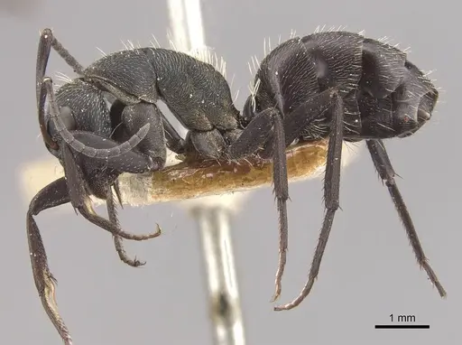 Camponotus perrisii - CASENT0910472