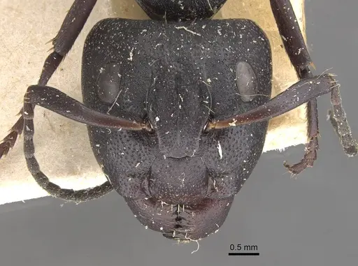 Camponotus perrisii - CASENT0910473