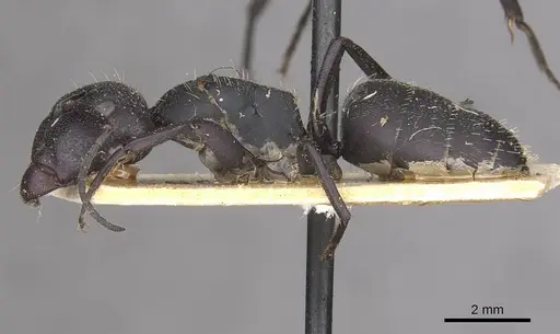 Camponotus perrisii - CASENT0910473