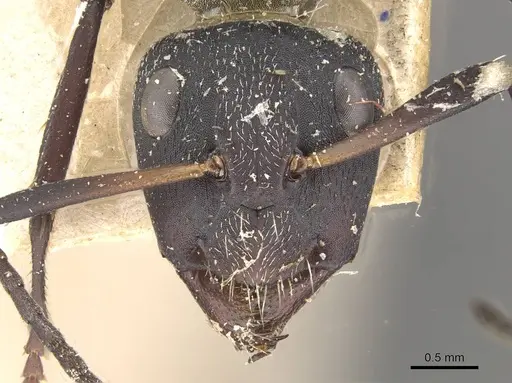 Camponotus perrisii - CASENT0910474