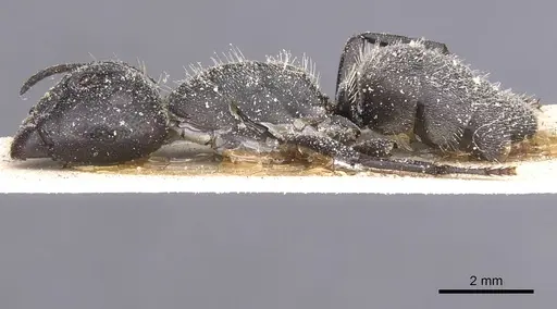 Camponotus perrisii - CASENT0911848