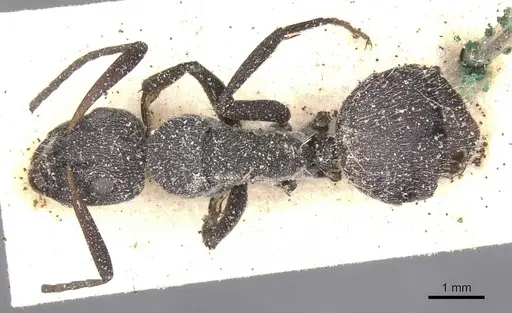 Camponotus perrisii - CASENT0911849