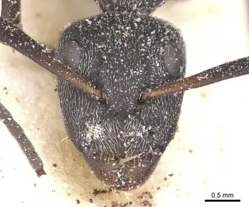 Camponotus perrisii - CASENT0911849