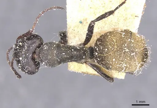 Camponotus perrisii - CASENT0911850