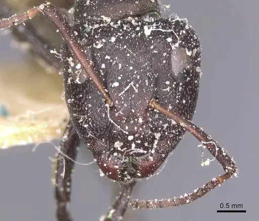 Camponotus perrisii - CASENT0911850