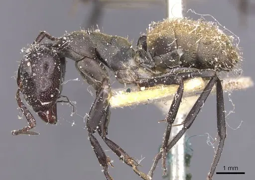 Camponotus perrisii - CASENT0911850