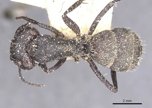 Camponotus perrisii - CASENT0911851