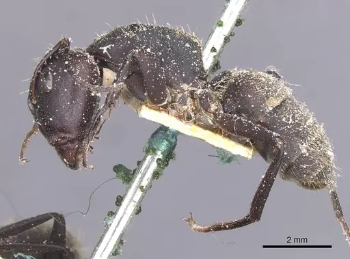 Camponotus perrisii - CASENT0911851