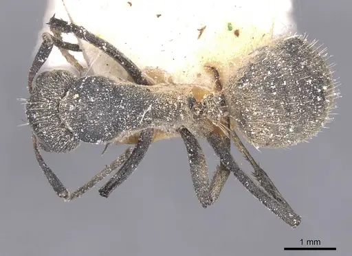 Camponotus perrisii - CASENT0911852