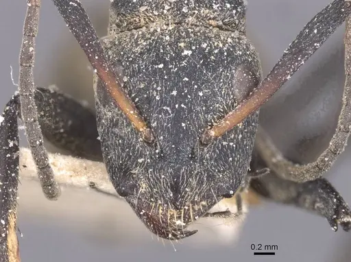 Camponotus perrisii - CASENT0911852