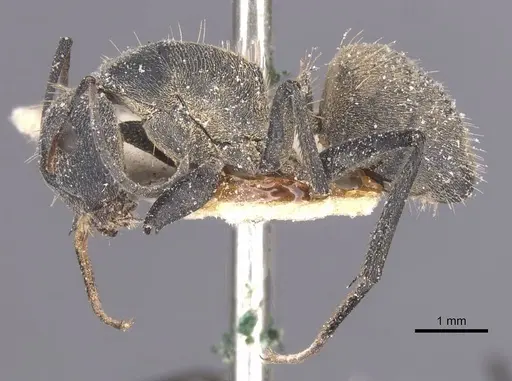 Camponotus perrisii - CASENT0911852